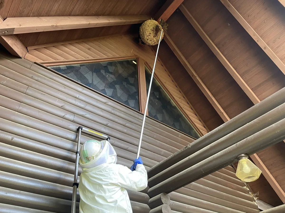 高所に作られた蜂の巣を専用器具で駆除する様子