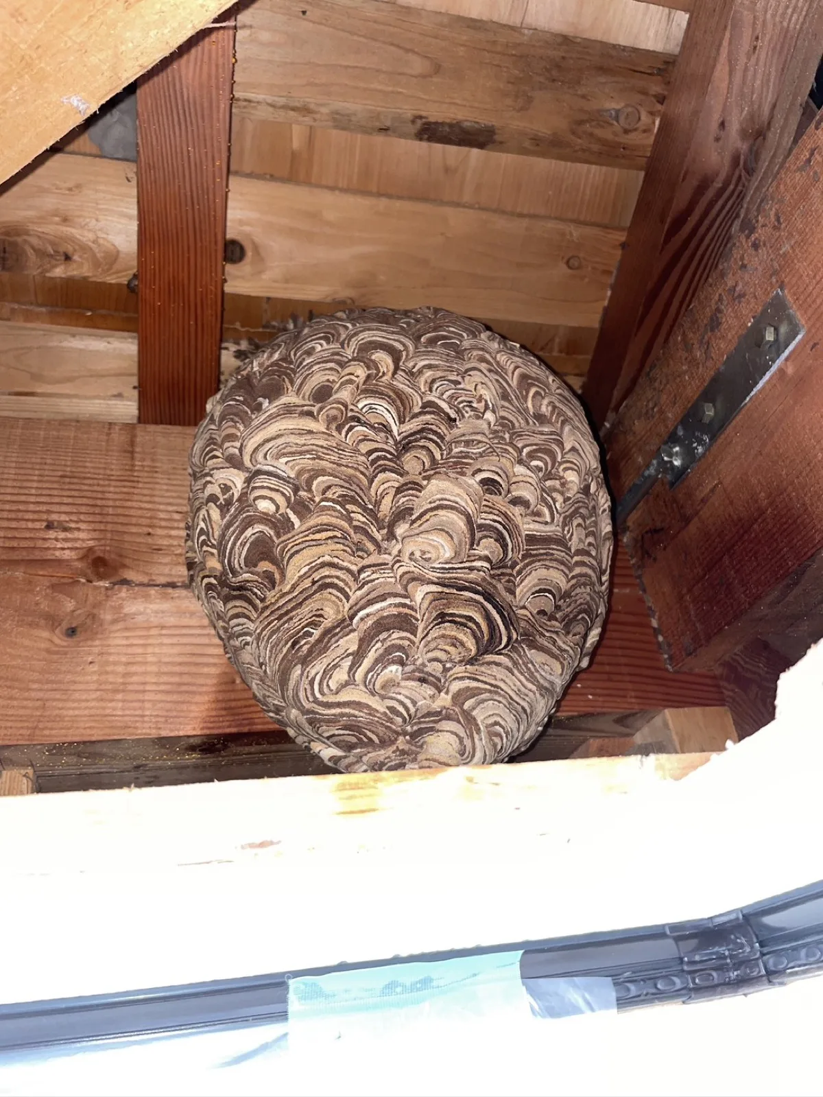 屋根裏に作られた大型のスズメバチの巣